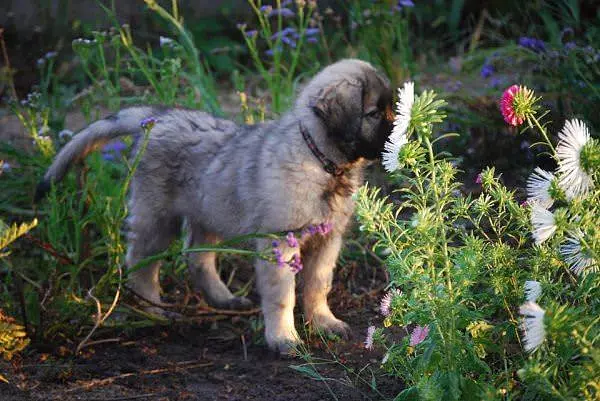 This Flower Smells Nice
