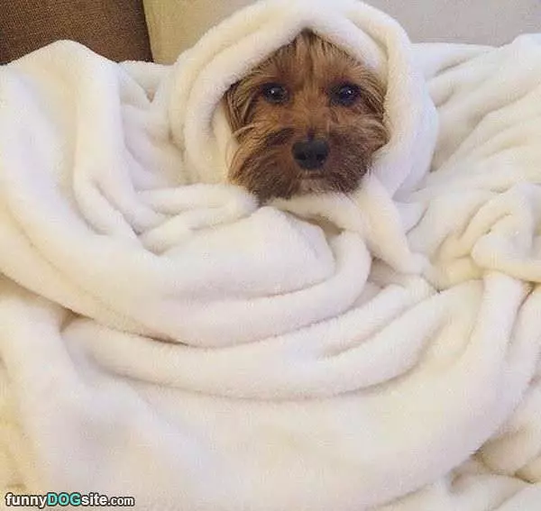 Cuddled Up