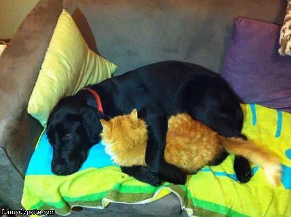 Keeping My Buddy Warm