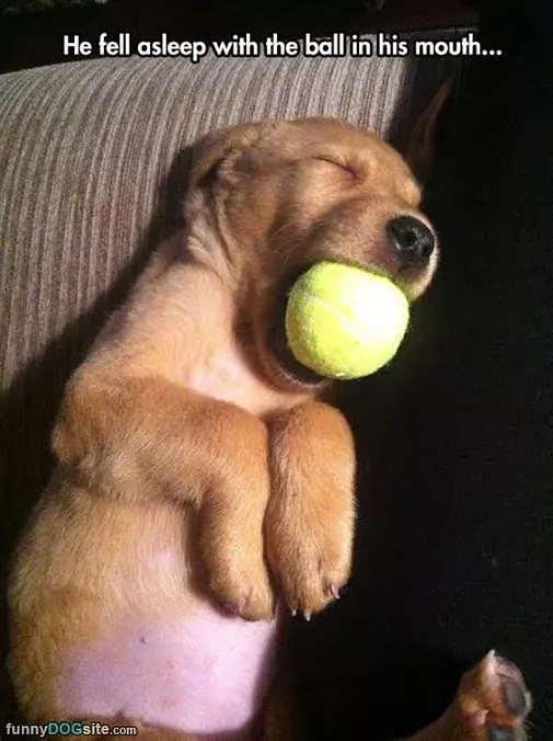 Fell Asleep With The Ball