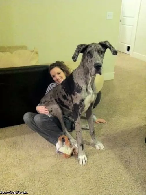 Little Lap Dog