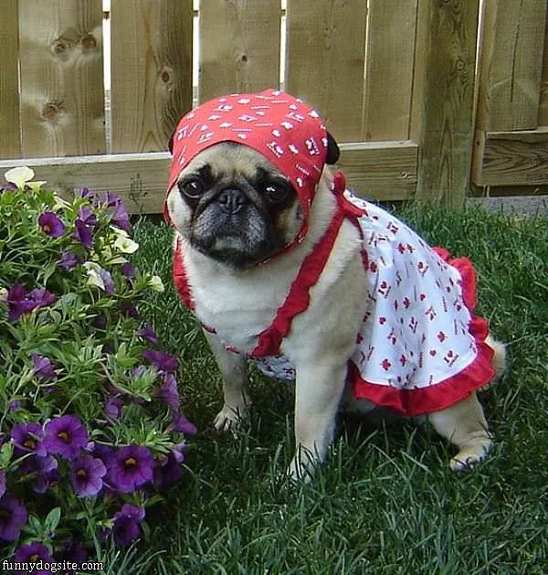 Canada Day Pug