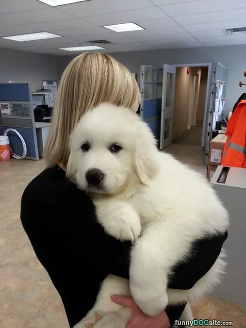 Fluff Ball
