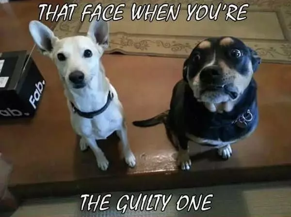 The Guilty One