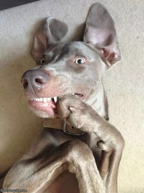 Schwaaaa Meeee
