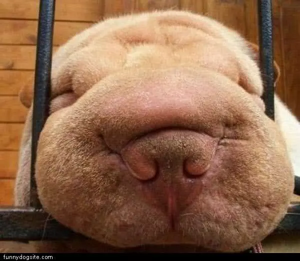 Nose Escape