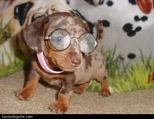 Dog Glasses