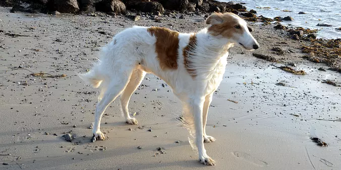 Borzoi on the beach