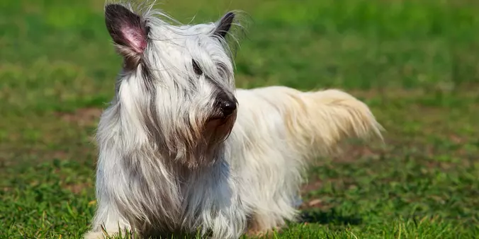 Skye Terrier dog laying
