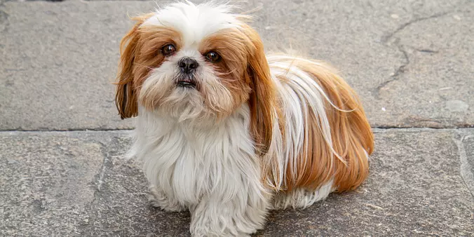 Shih Tzu