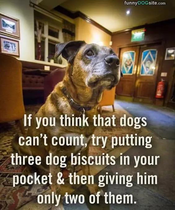 Dogs Can Count