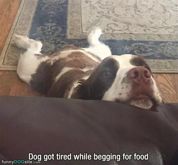 Begging For Some Food