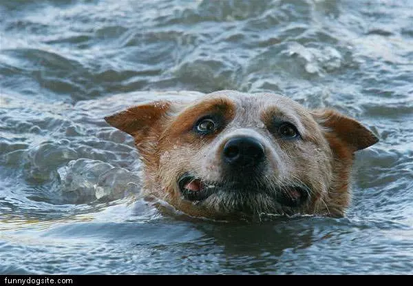 Keep Swimming