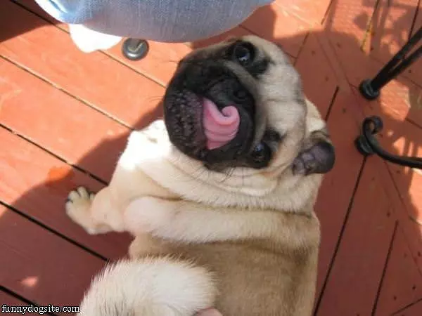Curly Tongue