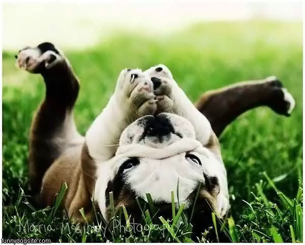 This Is A Happy Dog