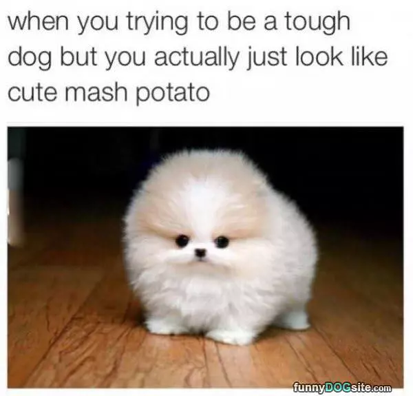 Tough Dog