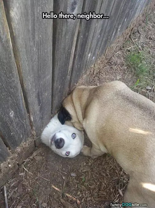 Hello There Neighbor