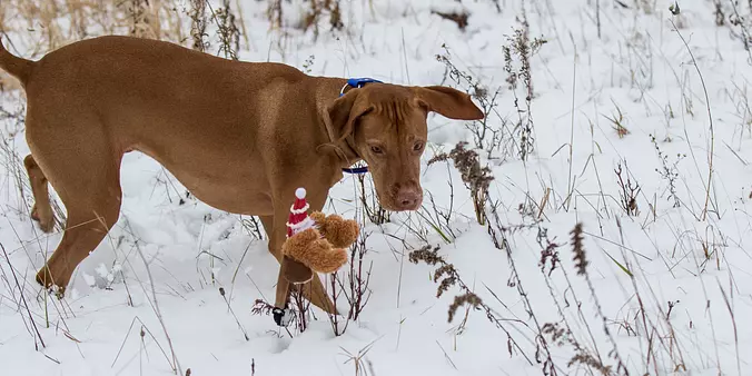 Vizsla in the Snow