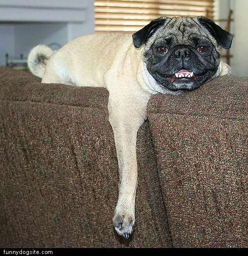 Dog Relaxing