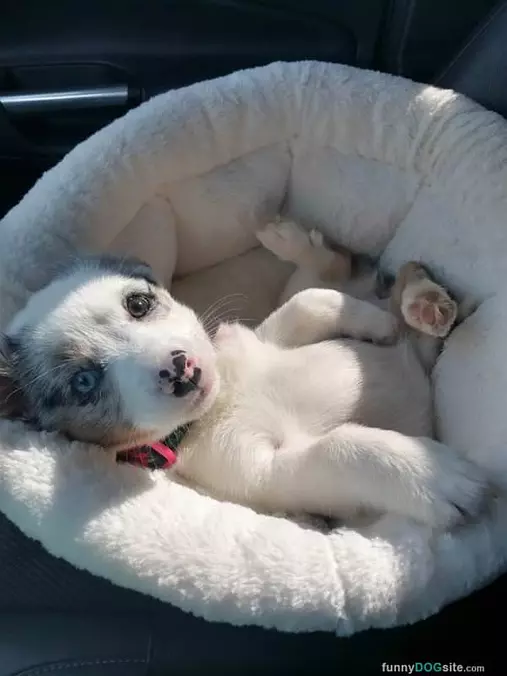 Pups Laying Around