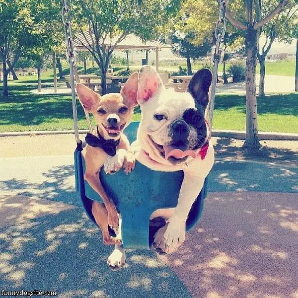 Swing Swing Swing