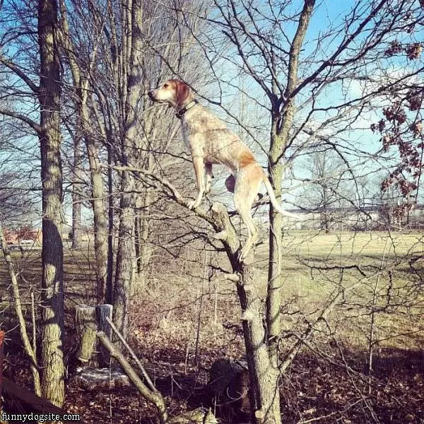 The Tree Climber