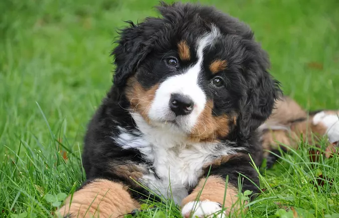 baby Bernese Mountain Dog