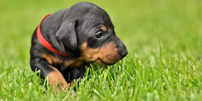 Manchester Terrier (Standar...