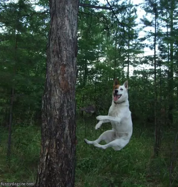 Hover Dog