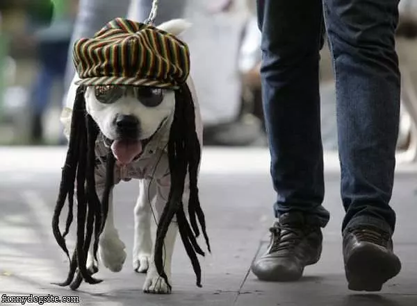 Reggae Dog