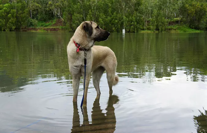 Anatolian Shepherd