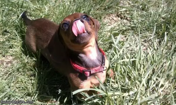 Licky Lick