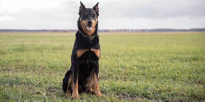 black Beauceron