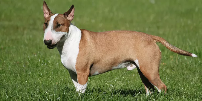Brown and white Bull Terrier
