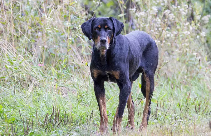 Transylvanian Hound