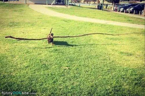 I Got You My Stick