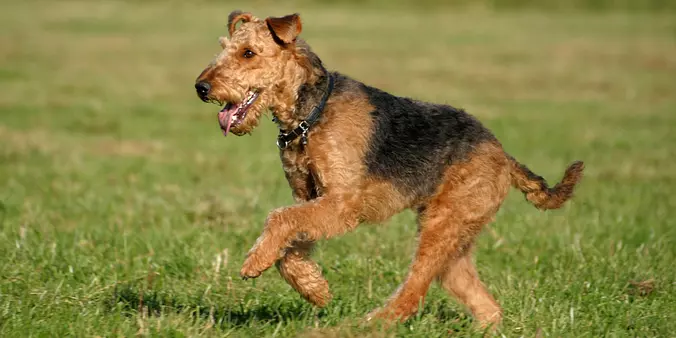 Airedale terrier playing