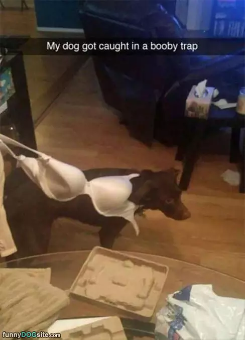The Booby Trap