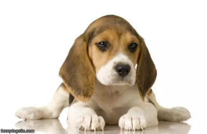 Cute Puppy Dog