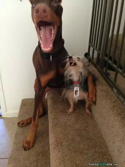 Best Buddies