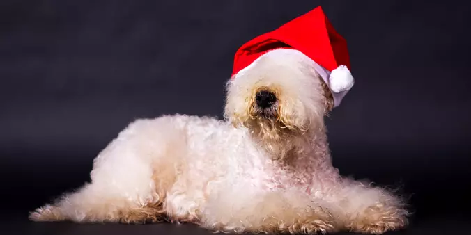 Soft Coated Wheaten Terrier...