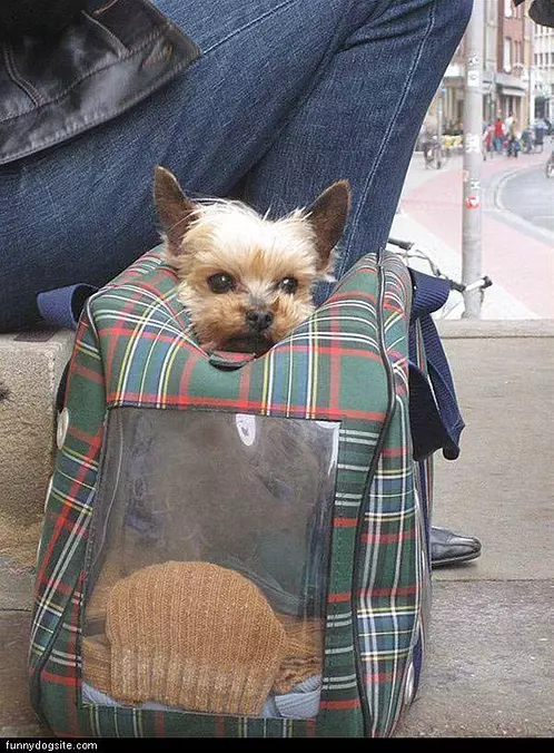 Doggie Bag