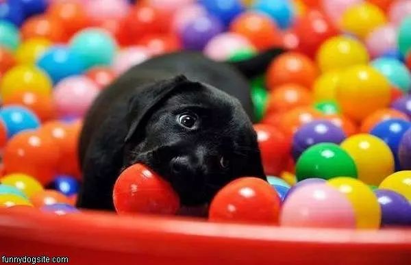 Nomming Puppy