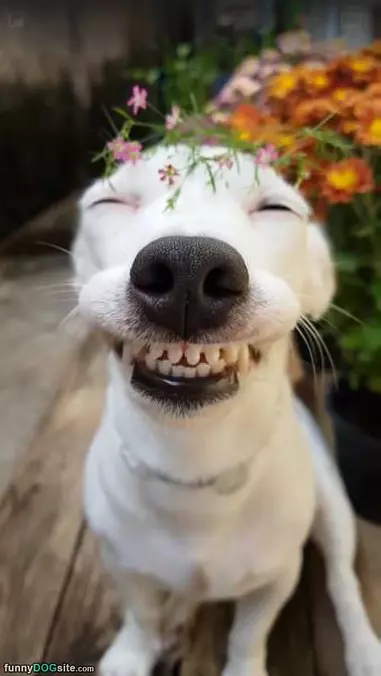 Such A Big Smile