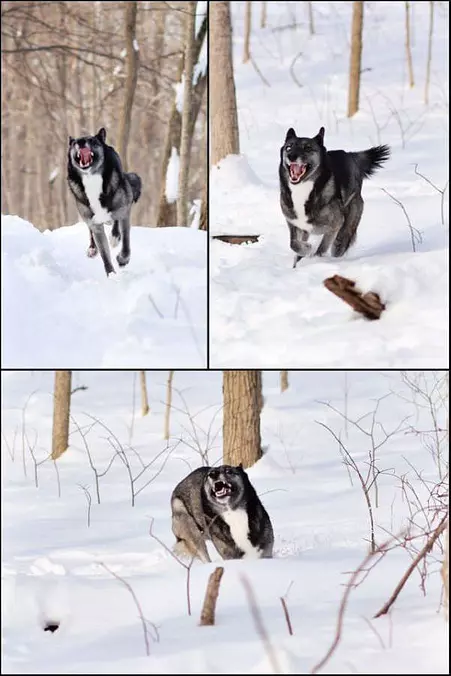This Dog Loves The Snow
