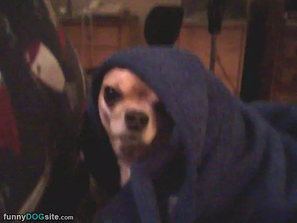Little Blue Riding Hood