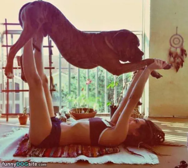 My Crazy Owners Yoga