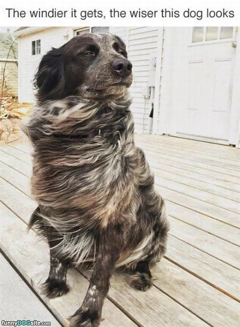 A Very Windy Day