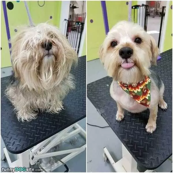 Got A Haircut