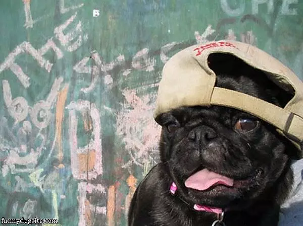 Hat Backwards